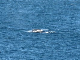 Velryba udělala 'kočičí hřbet' a plácla obrovským ocasem, který ale Honzik bohužel nestihl.. | Australia - Velryby - 19.6.2010